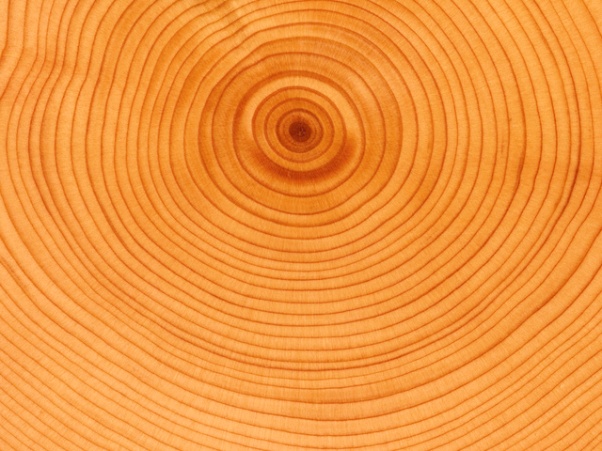 Как определить возраст срубленного дерева