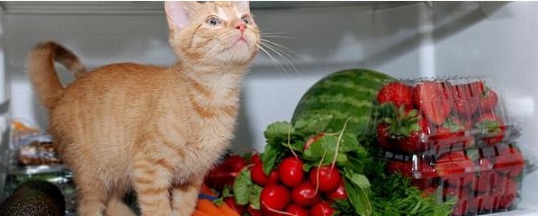 Как правильно хранить овощи, чтобы они сохранили свежесть?