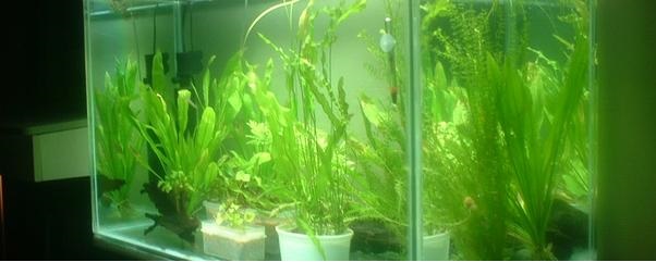 Как заменить воду в аквариуме?