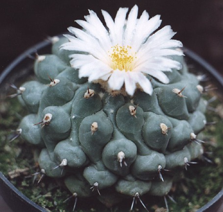 Как пересаживать кактусы?