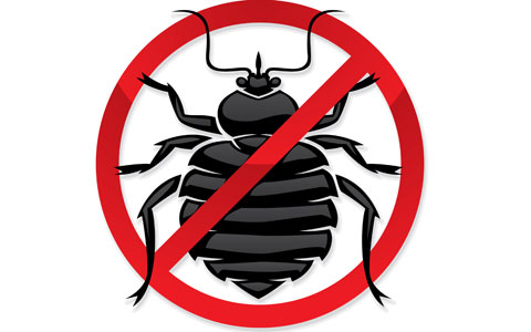 Как уничтожить клопов в домашних условиях