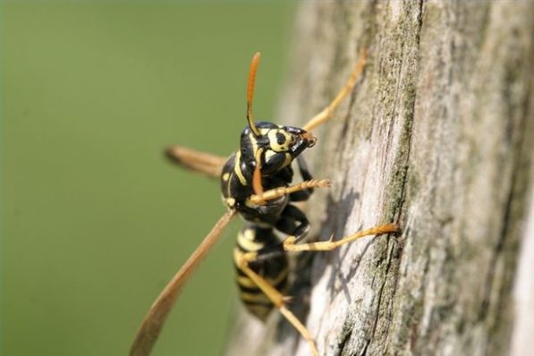 Признаки аллергии на укус осы